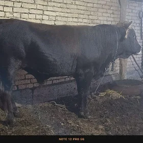 öküz