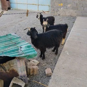 CEVIŞ ERKEC GECI GOÝUN