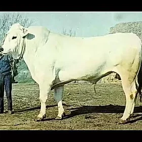 Işgâr gerek