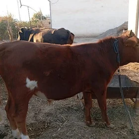 Öküz