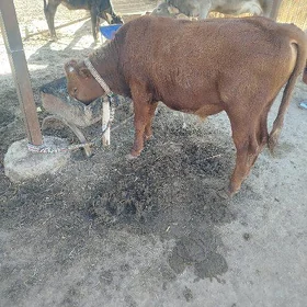 Ökuzçe