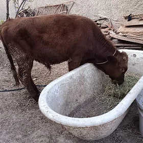 Öküz