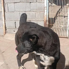 гарабаш