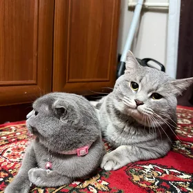 кот