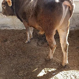 şwes tohum okuz