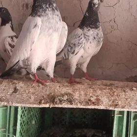 kepderi