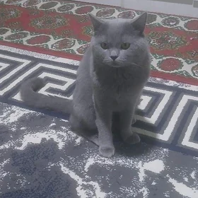 Pişik