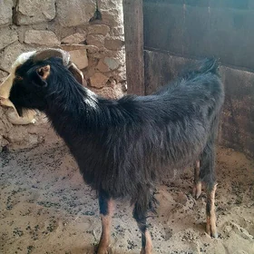 geci