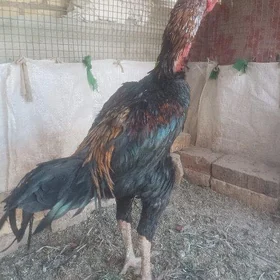 Guşlar