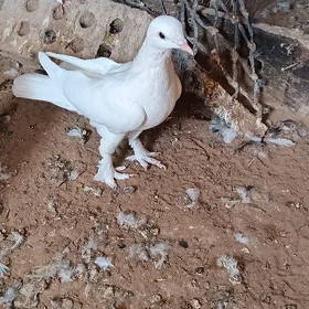 kepderi