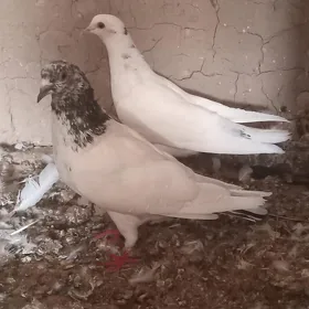 kepderi