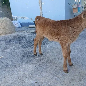 Okuzce