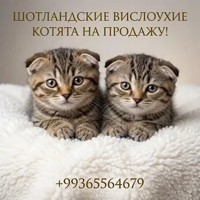 шотландские вислоухие котята