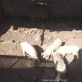 jojuk