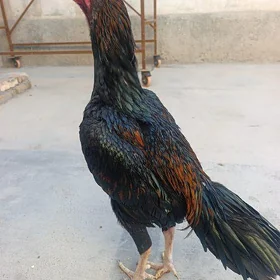 КАЗАК ЖУЖЕ 👊🦅