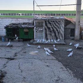 🕊️
 Kepderi  Ketek