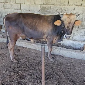 öküzler