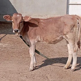tohum tüwwe