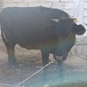 sygyr