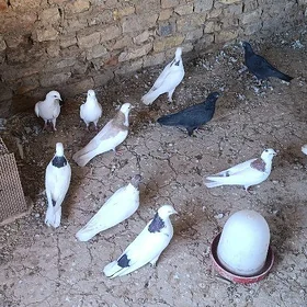 kepderi
