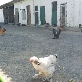brama