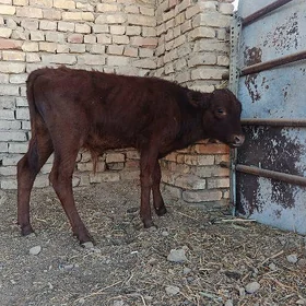 öküzce