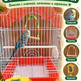 Волнистый попугай