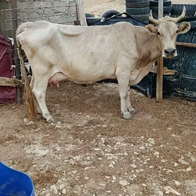 Suytli goleli Sygyr