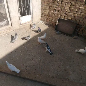 kepderi