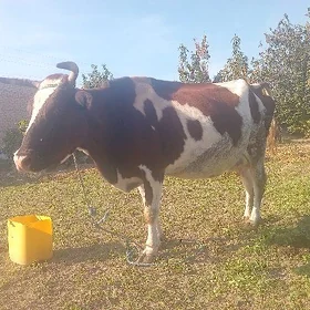 Saglyk sygyr