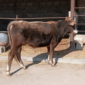 Öküz