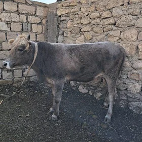 öküz göle sygyr