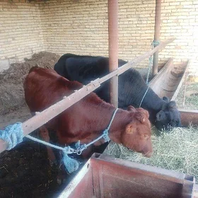 SEMİZ UNAJYNLAR