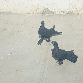 kepderi
