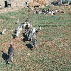 indýuk