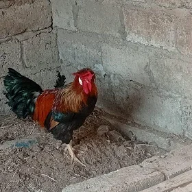 Horaz