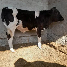 ökuz