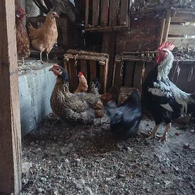 horaz armlyan we towuklar