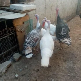 Induk 1 erkek 4 sany maki