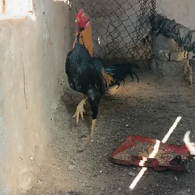horaz