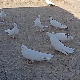 kepderi