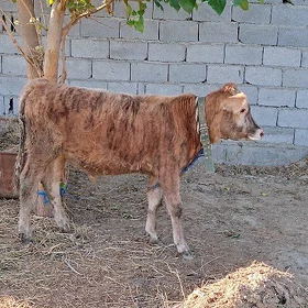 okuzce
