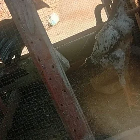 Baysow