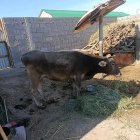 Sygyr