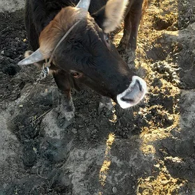 Öküz bakylan