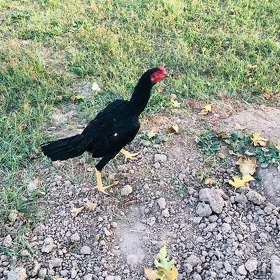 horaz