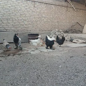 Towuk Balakly