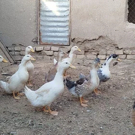 ordek gak gak yasylbas