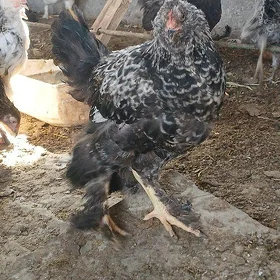 towuklar