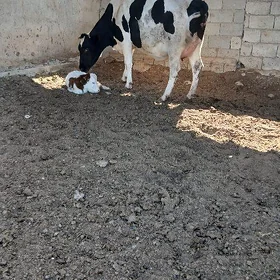 Golişdeyn sygyr